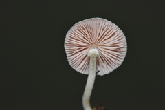 Micropsalliota