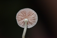 Micropsalliota