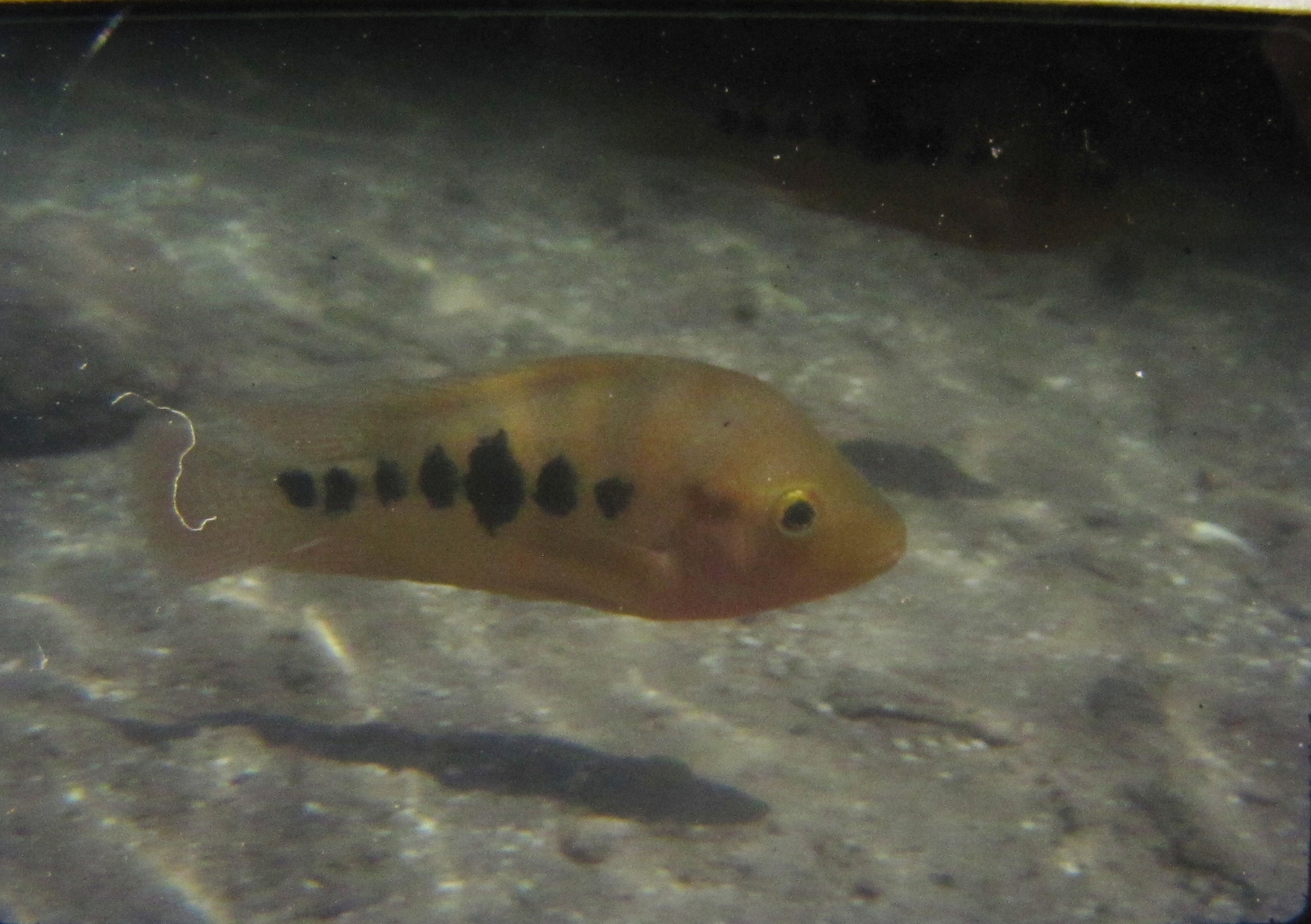 Amarillo Cichlid photo 4