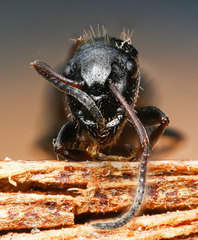 Camponotus piceus
