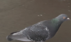 Columba livia domestica