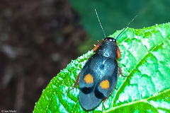 Euthyrrhapha pacifica
