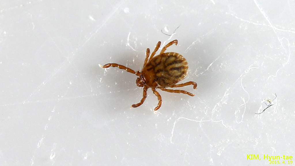 Asian Longhorned Tick