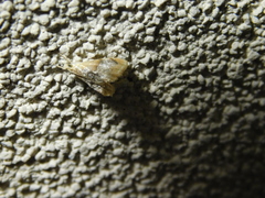 Glaphyriinae