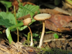 Tubaria dispersa