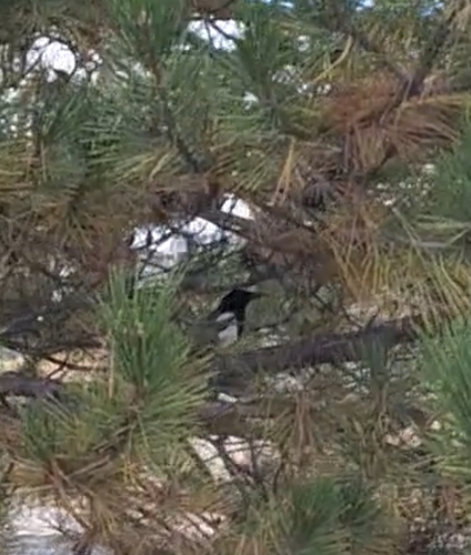 Eurasian Magpie