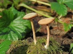 Tubaria dispersa