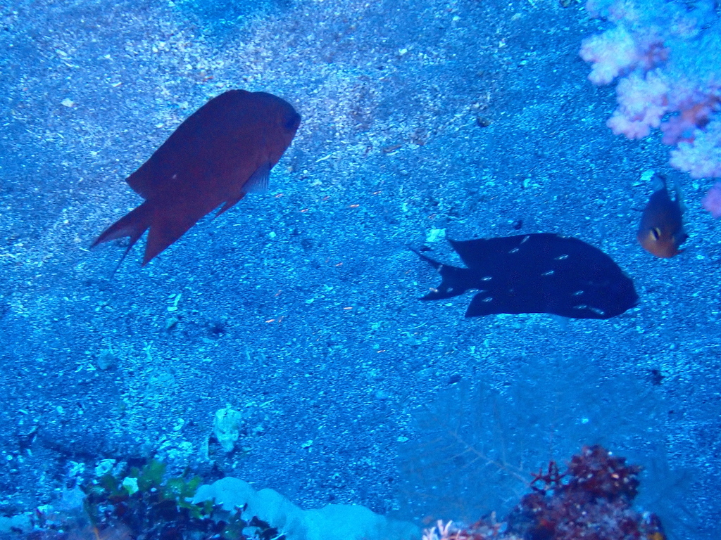 Spiny chromis