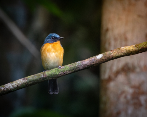 Javan Blue Flycatcher (Cyornis banyumas)