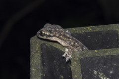 Hemiphyllodactylus titiwangsaensis