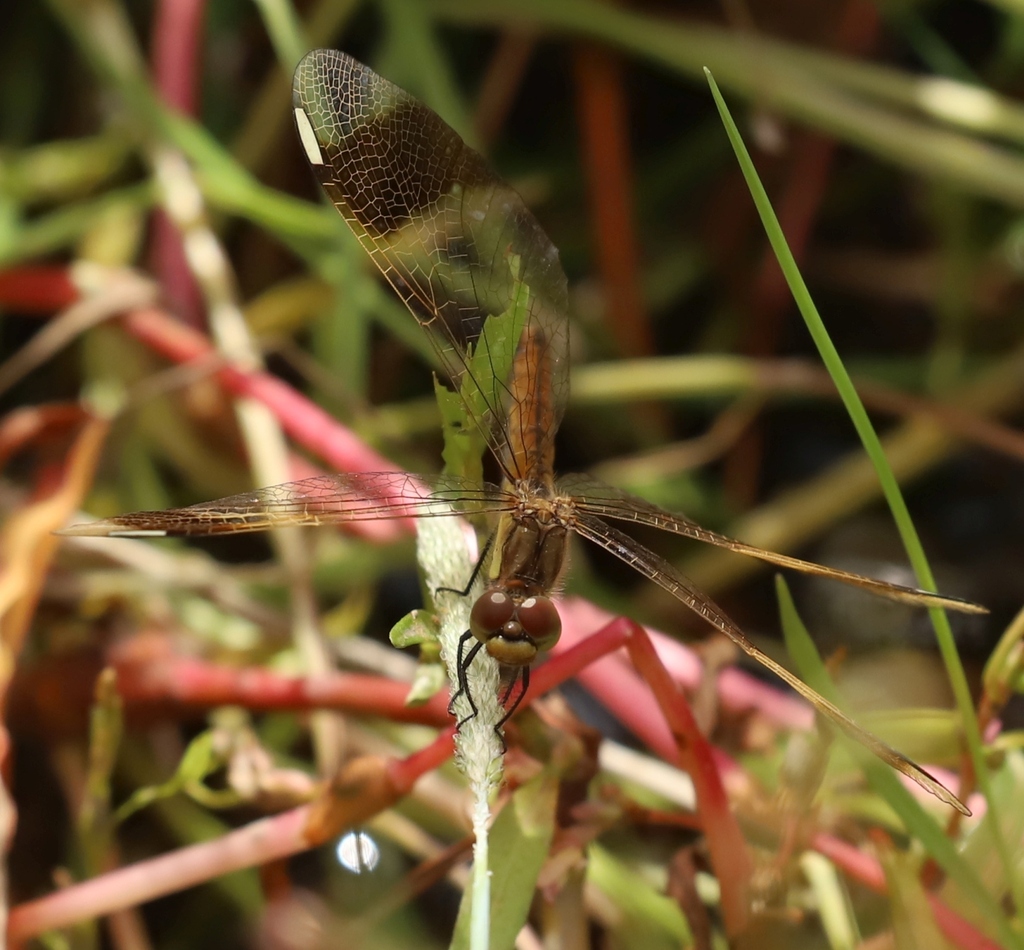 Banded Darter from Altanbulag, Töv, Mongolia on August 9, 2025 at 11:30 ...