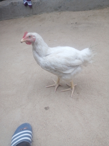 Domestic Chicken