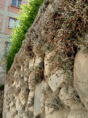 Tillandsia virescens