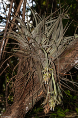 Tillandsia pohliana
