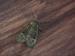 Dasypolia templi