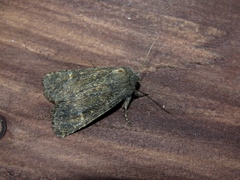 Dasypolia templi