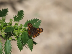 Pararge aegeria aegeria