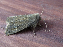 Dasypolia templi