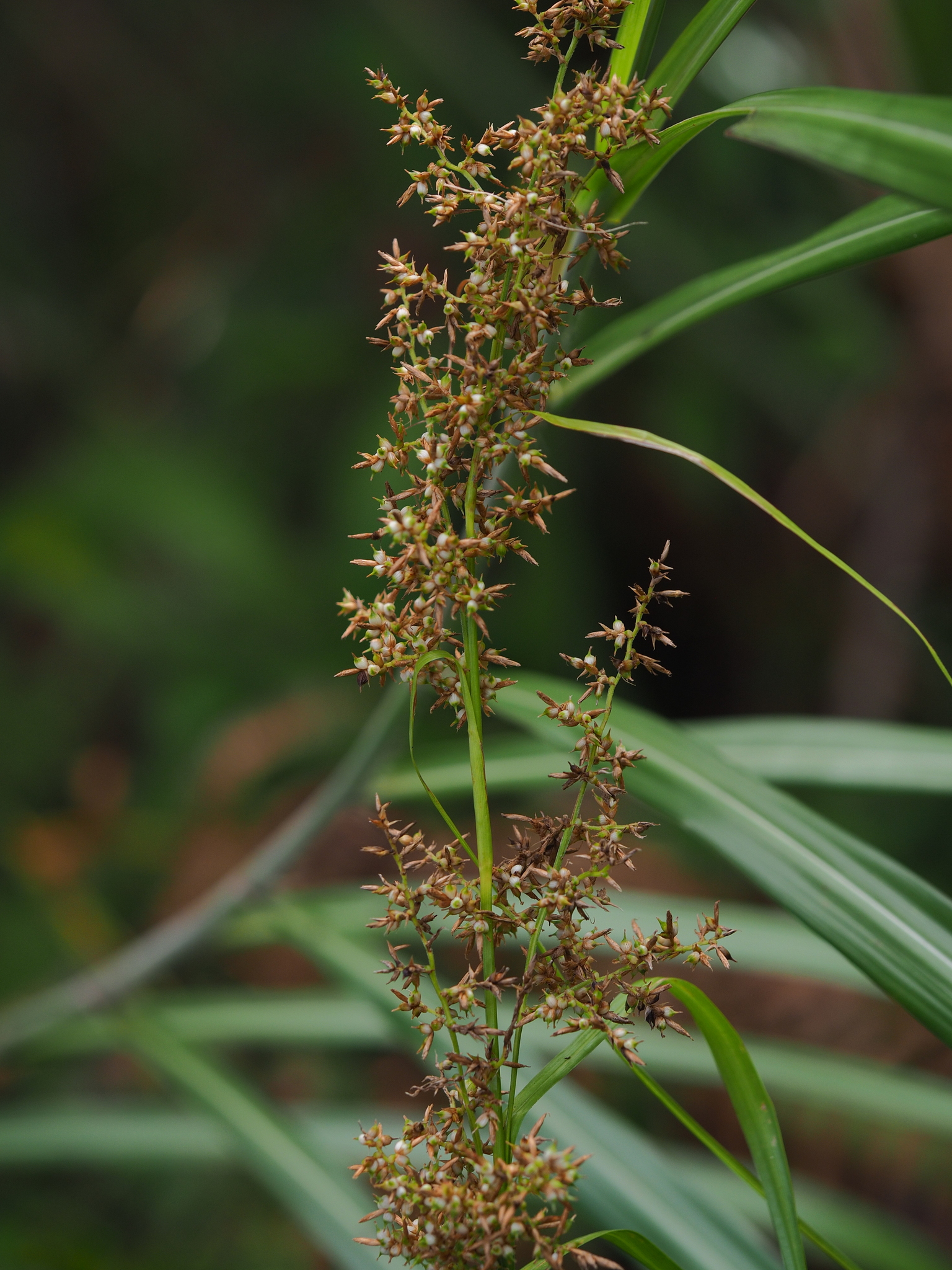 Carex cruciata — ảnh 3