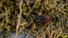 Ixodes nipponensis