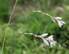 Dierama igneum