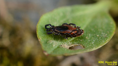 Ixodes nipponensis