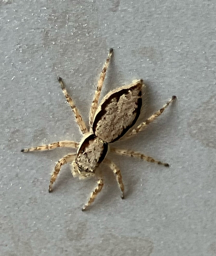Gray Wall Jumping Spider