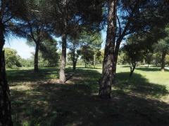 Pararge aegeria aegeria