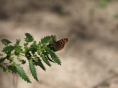 Pararge aegeria aegeria