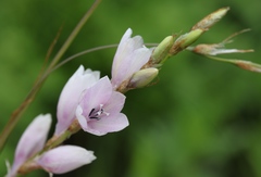Dierama igneum