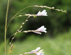 Dierama igneum