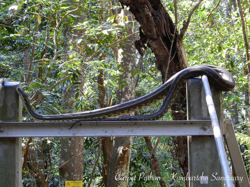 Coastal Carpet Python sighting
