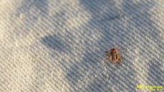 Haemaphysalis longicornis