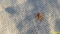 Haemaphysalis longicornis