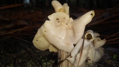 Helvella crispa