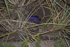 Eryphanis aesacus
