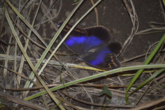 Eryphanis aesacus