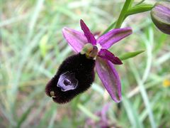 Ophrys bertolonii