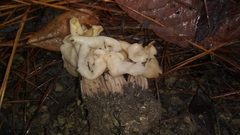 Helvella crispa