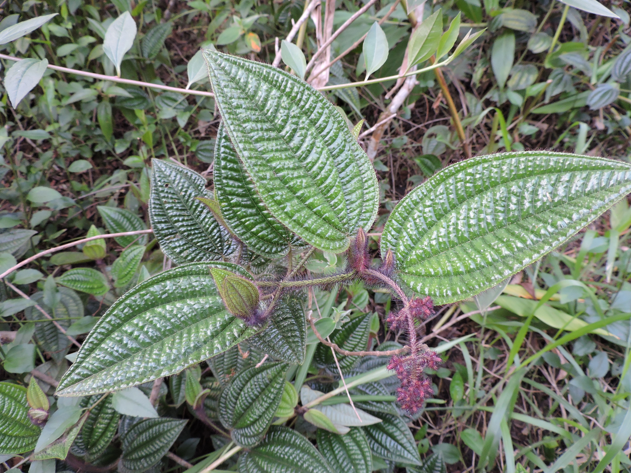 Miconia australis