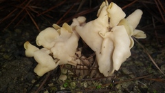 Helvella crispa