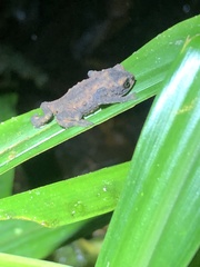 Simpson's Plumb Toad photo 2