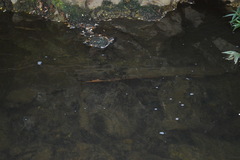 Astacopsis
