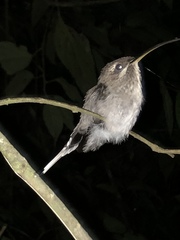 Phaethornis hispidus