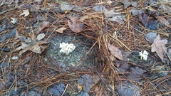 Helvella crispa