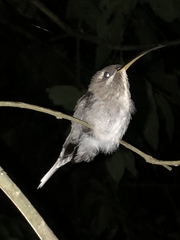 Phaethornis hispidus