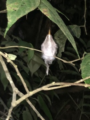 Phaethornis hispidus