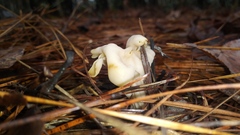 Helvella crispa
