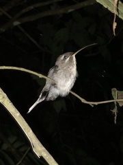 Phaethornis hispidus