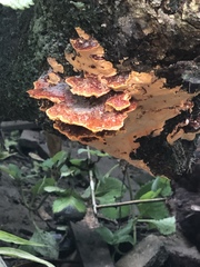 Polyporales